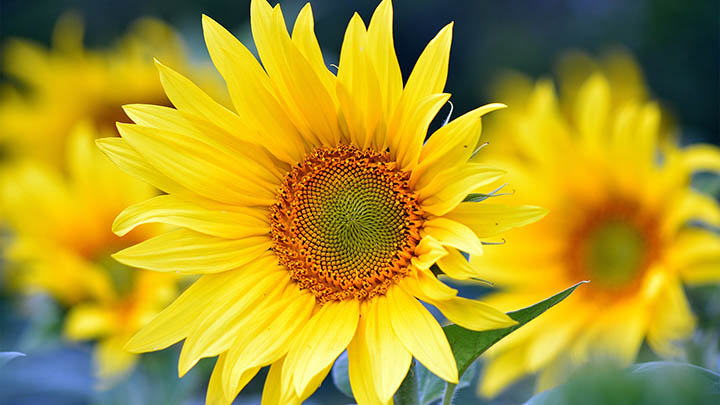 api img 696ad4d053e19