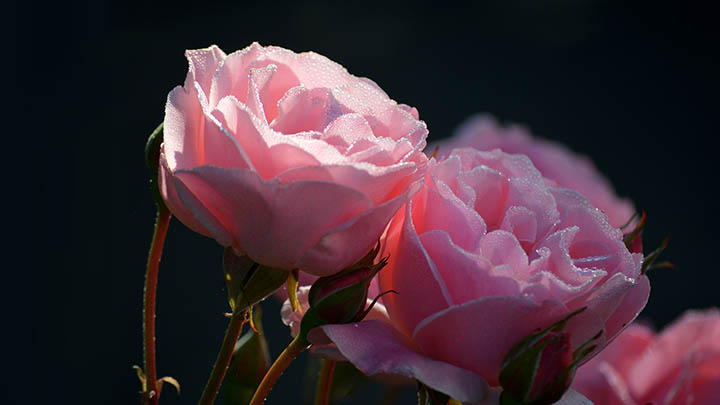 有道翻译下载文档利器,跨语言沟通不再难 有道翻译下载文档利器,跨语言沟通不再难 二