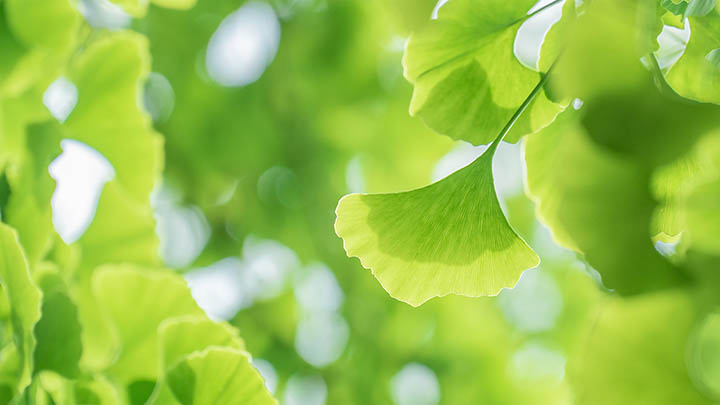 有道翻译下载：苹果设备文档翻译教程 二