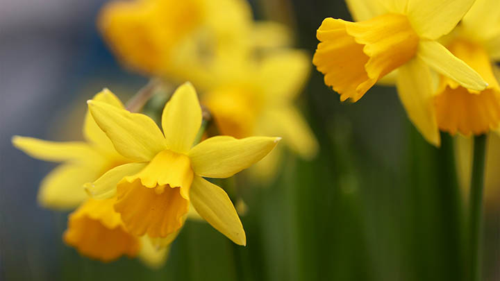 有道翻译生词本平板怎么下载安装? 有道翻译生词本平板怎么下载安装? 二