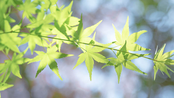 有道翻译下载词典版本全解+详细安装教程 有道翻译下载词典版本全解+详细安装教程 二