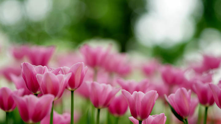 有道翻译下载例句系统怎么用？离线例句功能配置+高效场景实操解析 二