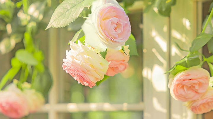 有道翻译发音功能下载全攻略+官方获取方式 有道翻译发音功能下载全攻略+官方获取方式 二