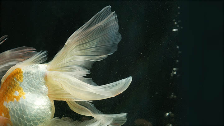 有道翻译下载发音设备怎样选购？详细指南解析 二