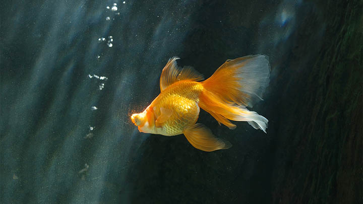 有道翻译下载发音苹果怎么实现?详细教程揭秘 有道翻译下载发音苹果怎么实现?详细教程揭秘 二