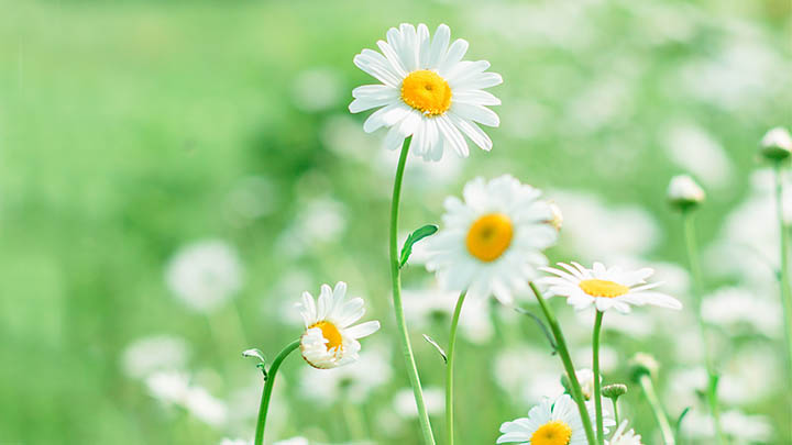 有道翻译下载会员版本常见问题卡顿/操作失败/解析错误全面指南 有道翻译下载会员版本常见问题卡顿/操作失败/解析错误全面指南 二